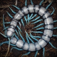 A photograph of a Minor Blue Leg centipede (Rhysida longipes). It's curled up in some dirt.